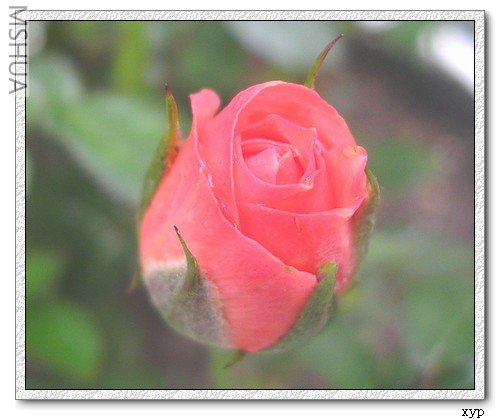 DSCN6774.jpg