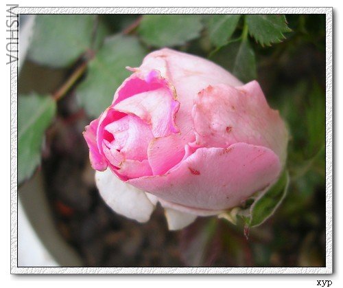 DSCN6858.jpg