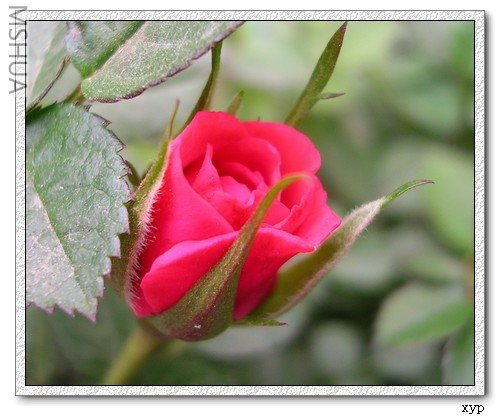 DSCN6629.jpg