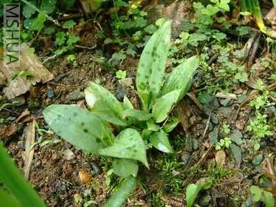 Resize of DSCF0033.jpg