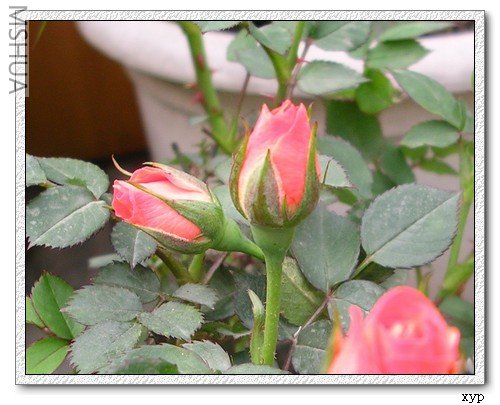 DSCN6862.jpg