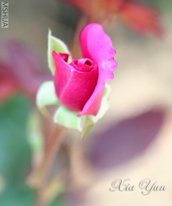 IMG_9801 ����a.jpg