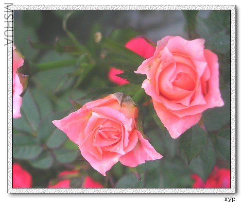 DSCN7556.jpg