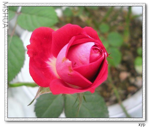 DSCN7178.jpg