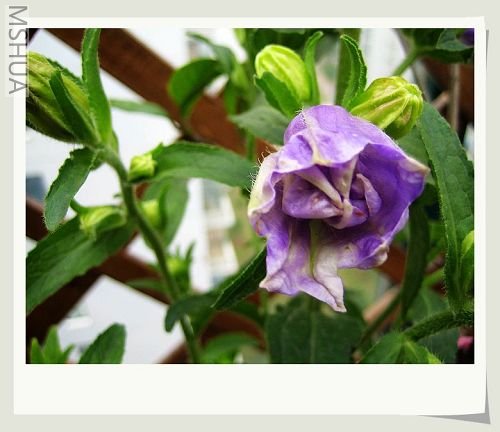 �������ذ����ɫ