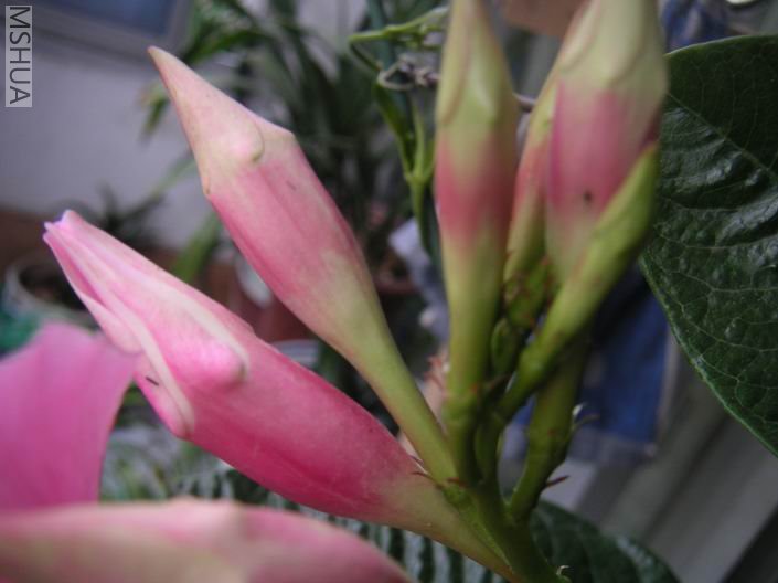 ������С PICT0010.JPG