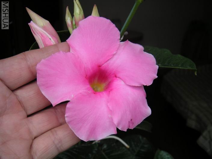 ������С PICT0009.JPG