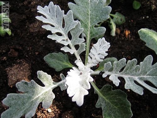 �ﲥ�Ļ� 011_nEO_IMG.jpg