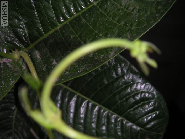 ������С PICT0011.JPG