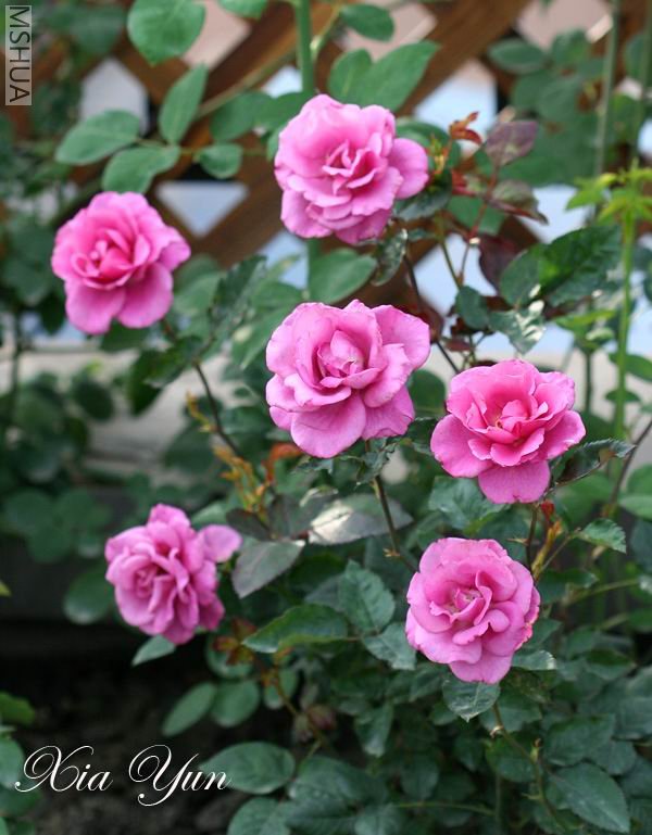 IMG_0112 ����.jpg