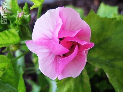 ��û�򿪵�ģ��