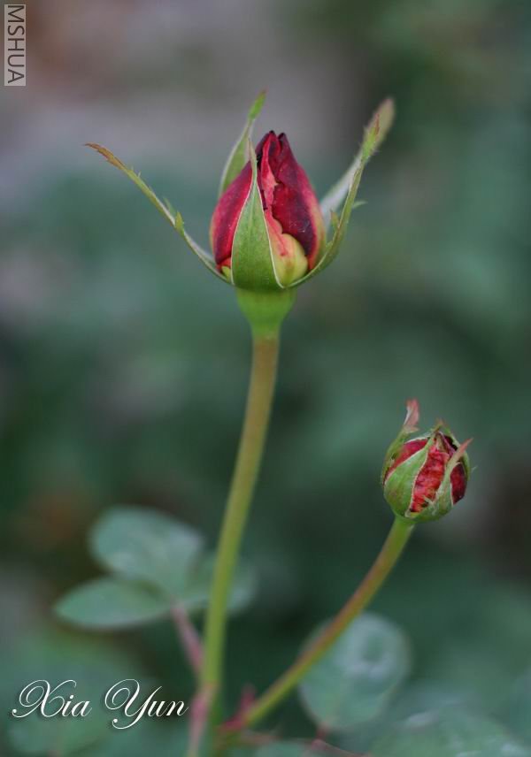 �����Ѿ�