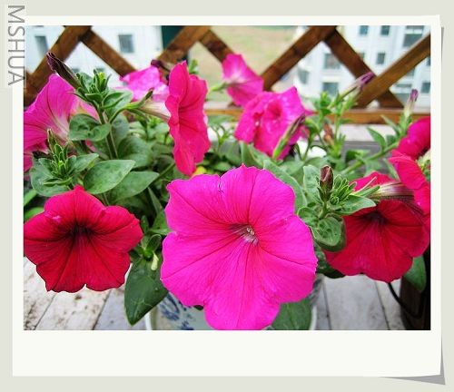 ����һ�裬��ǳ��ͬ��õ��ɫ