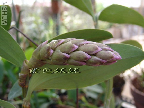 �ۺ����Dendrobium amabile 09987-1_resize.jpg