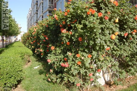 DSC_0020.JPG