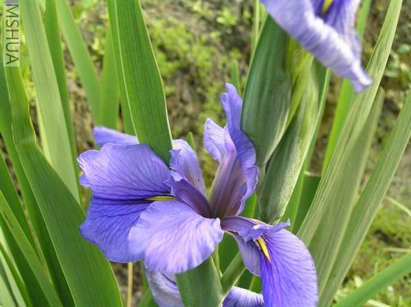 Clyde redmond  03.JPG