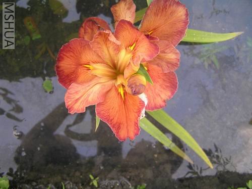 Gold booking  02.JPG