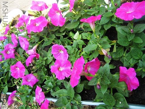 ���Ʒ�ַ�֧�ܺã������볤�ģ���������Ʒ��