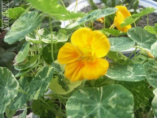 ������С RIMG0002.JPG