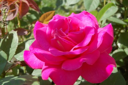DSC_0227.JPG