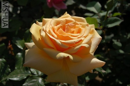 DSC_0230.JPG