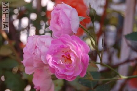 DSC_0045.JPG