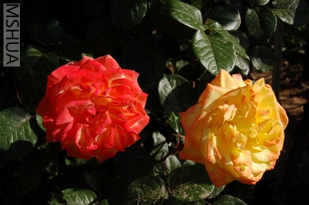 DSC_0057.JPG