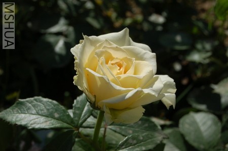 DSC_0240.JPG