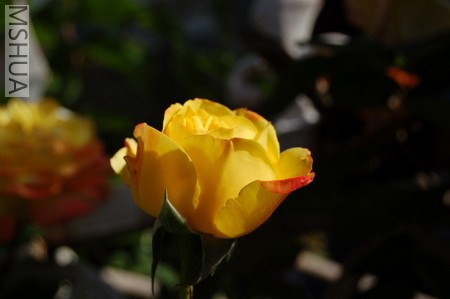 DSC_0050.JPG