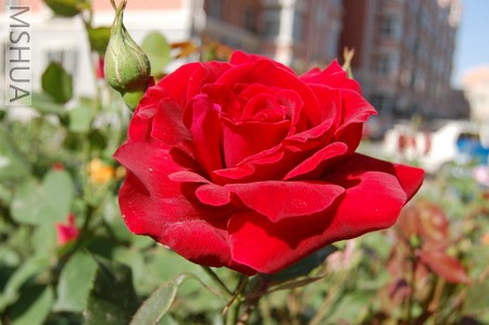 DSC_0221.JPG