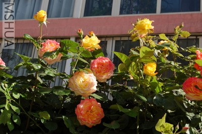 DSC_0037.JPG