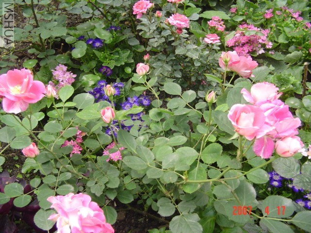DSC07727.JPG