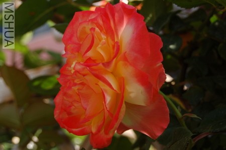 DSC_0051.JPG