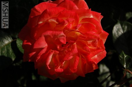 DSC_0056.JPG