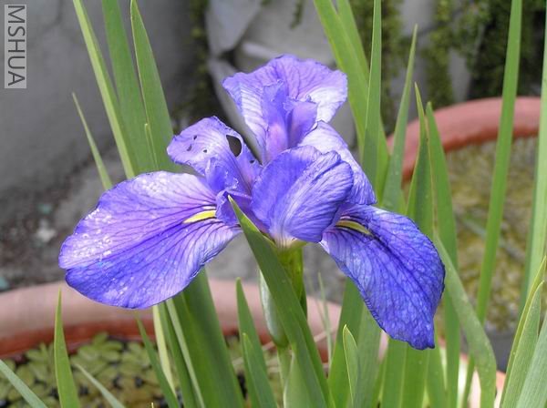 Clyde redmond 01.JPG