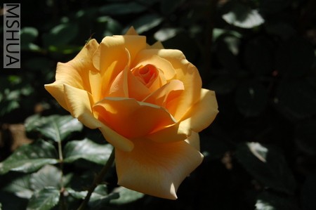 DSC_0219.JPG