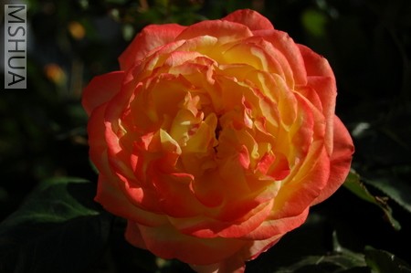 DSC_0026.JPG