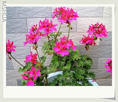 ��껨�����ÿ���Ҷ����Ũ�ҵ���ζ