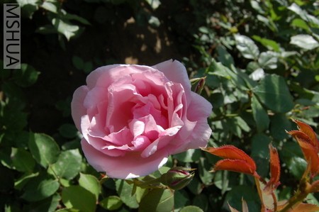 DSC_0239.JPG