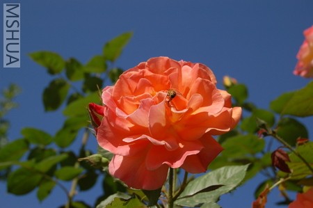 DSC_0204.JPG