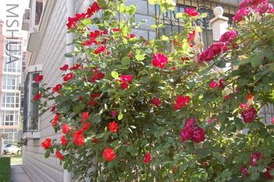 DSC_0124.JPG