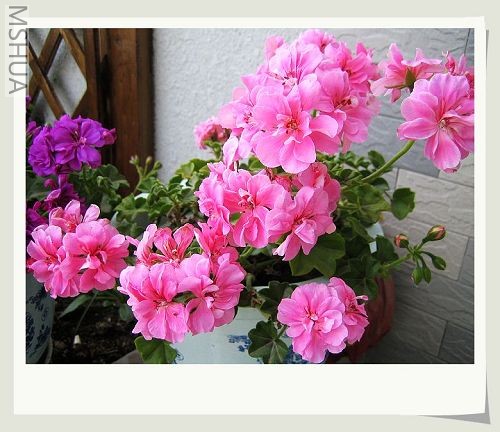 �ۺ���ذ����죬�����������