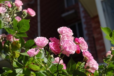 DSC_0089.JPG