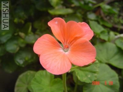 ����ȫ������ӣ�СС�Ļ�