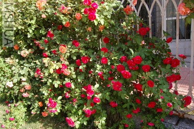 DSC_0032.JPG