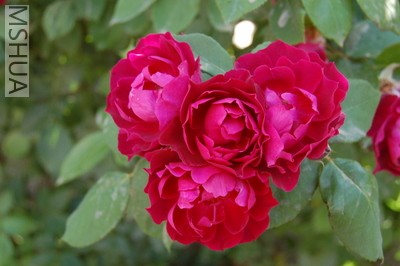DSC_0123.JPG