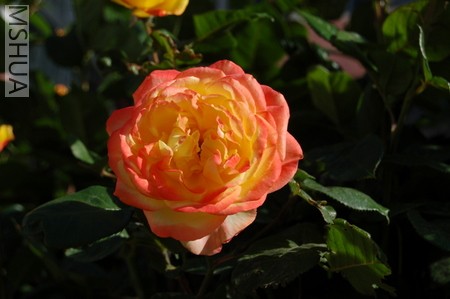 DSC_0028.JPG