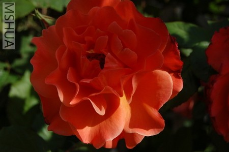 DSC_0027.JPG