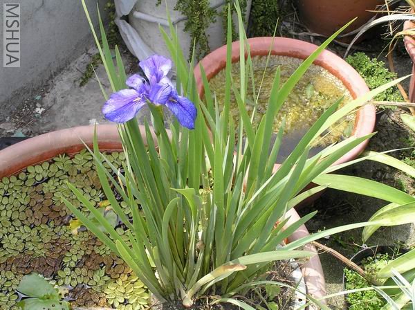 Clyde redmond  02.JPG