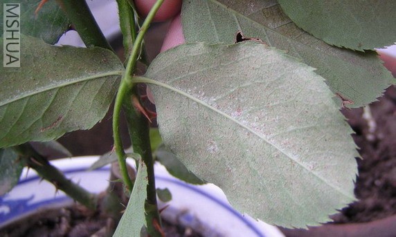 P1010048_1.jpg